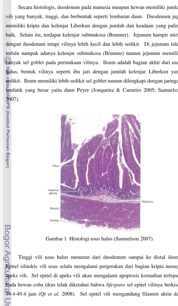 Gambar 1  Histologi usus halus (Samuelson 2007). 
