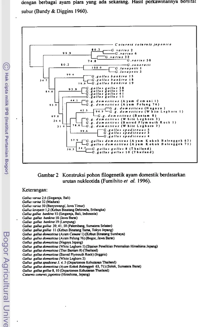 Gambar 2  Konstruksi  pohon  filogenetik  ayam  domestik berdasarkan  urutan  nukleotida  (Fumihito  ei  al
