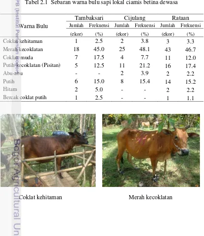 Tabel 2.1  Sebaran warna bulu sapi lokal ciamis betina dewasa  
