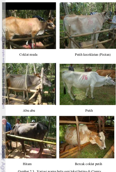 Gambar 2.3   Variasi warna bulu sapi lokal betina di Ciamis  