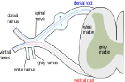 Gambar 3. Lesi pada Lower motor neuron (LMN). 
