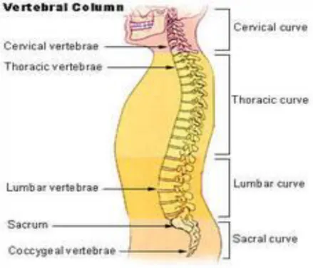 Gambar 1. Tulang belakang 