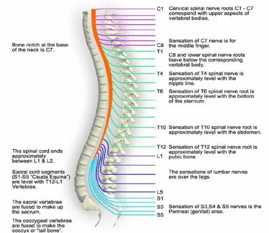 Gambar 2. Hubungan nervus spinalis dengan vertebra 