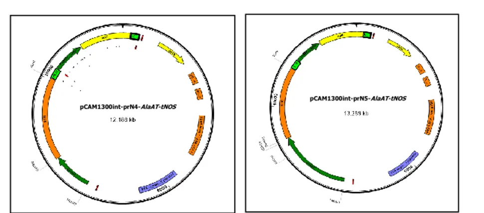 Gambar III.3.  Peta konstruk pCAM1300int-prN4-AlaAT-tNOS (A) dan pCAM1300int-prN5-AlaAT-tNOS  (B)