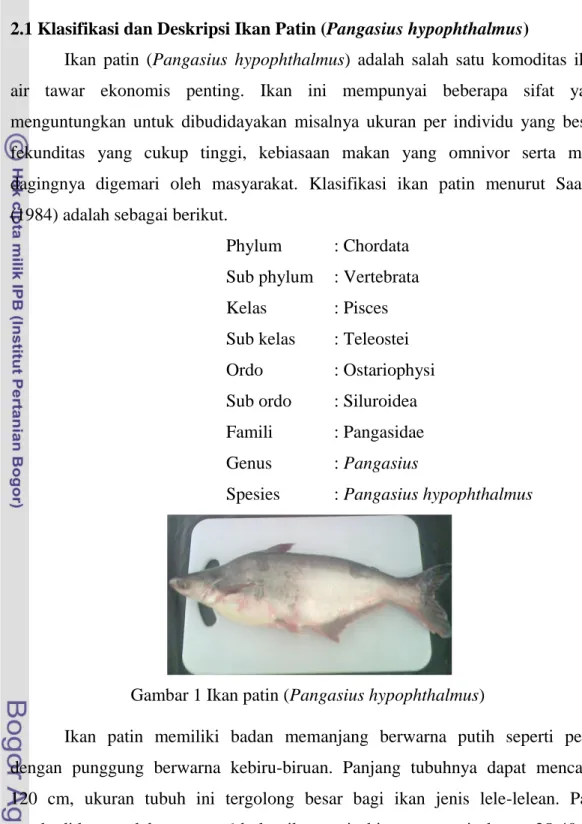 Gambar 1 Ikan patin (Pangasius hypophthalmus) 