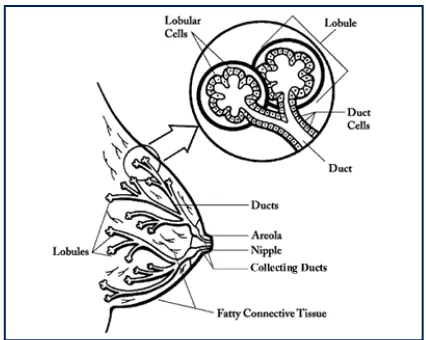 Gambar 2.1 Anatomi payudara normal.13  