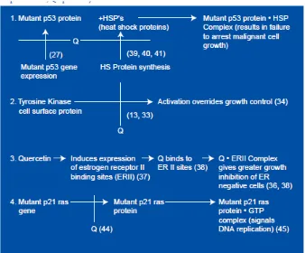 Gambar 2.5. Mekanisme kerja quercetin pada perkembangan kanker.28