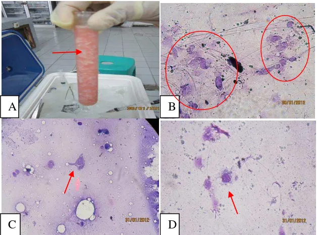 Gambar. 4.1. Induksi benzoalphapyrene pada tikus donor A. Bubur tumor tikus donor  B. C