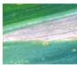 Gambar 3. Penampakan penyakit bercak daun pada tanaman jagung 