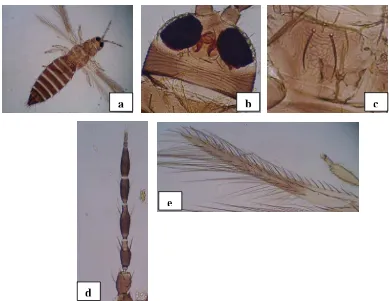 Gambar 1 Identifikasi imago Thrips parvispinus (a), kepala (b), metanotum (c), 