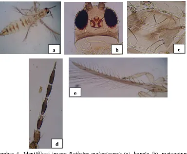 Gambar 4  Identifikasi imago Bathrips melanicornis (a), kepala (b), metanotum 