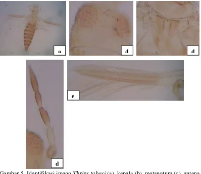 Gambar 5  Identifikasi imago Thrips tabaci (a), kepala (b), metanotum (c), antena 