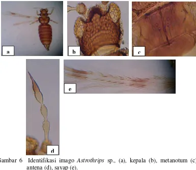 Gambar 6  Identifikasi imago Astrothrips sp., (a), kepala (b), metanotum (c), 