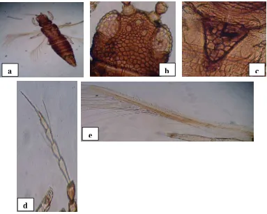 Gambar 7  Identifikasi imago Echinothrips americanus (a), kepala (b), metanotum 