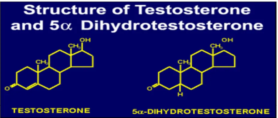 Gambar 2.1. Struktur kimia  testosteron dan  -Dehydrotestosterone diambil  dari  Brinkmann 14 
