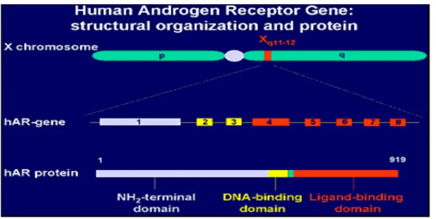 Gambar 2.2. Struktur reseptor androgen diambil dari Brinkmann 14