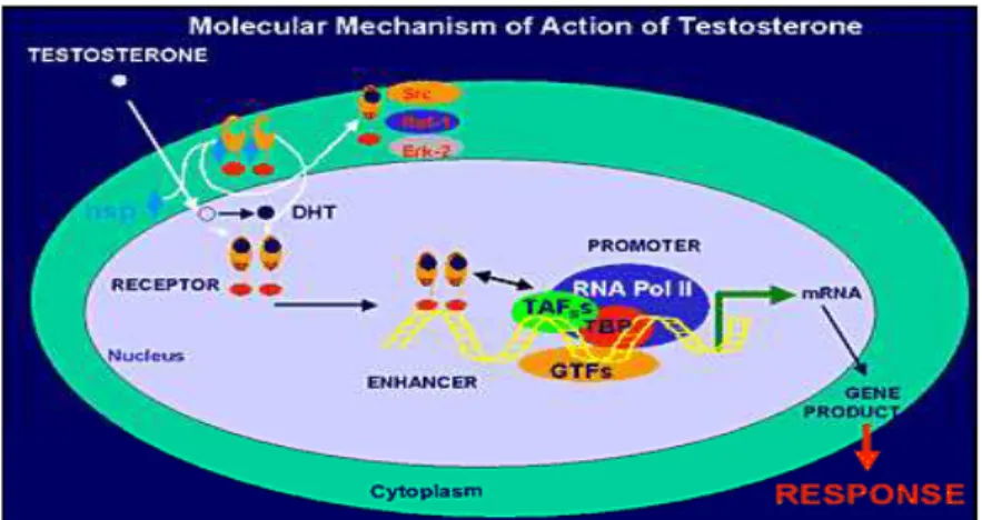 Gambar 2.3. Mekanisme Aksi Testosteron diambil dari Brinkmann 14 