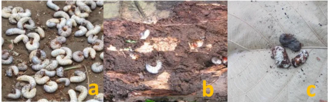 Gambar 2.  Kumpulan  Larva  O.  rhinoceros  (a)  Larva  O.  rhinoceros  pada  batang  kelapa  yang lapuk (b), Larva yang terinfeksi M