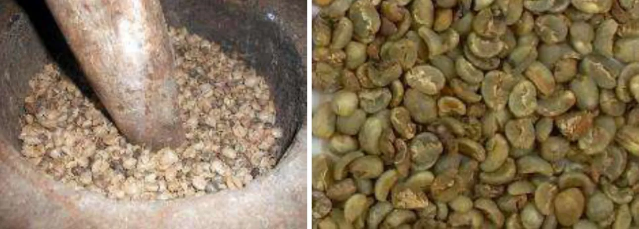 Gambar 2. Proses Penumbukan biji kopi yang menyebabkan biji kopi rusak. 