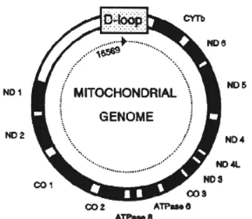 Gambar 1 Skema genom mitokondria (Sumber: Bernstein et al. 1995)