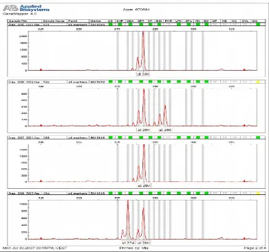 Gambar 6 Sinyal fluoresen yang dihasilkan mesin ABI Prism 3100 DNA Analyzer(AppliedBiosystems)yangmenunjukkanhasilamplifikasiDNAmikrosatelit dengan menggunakan marker BM1818