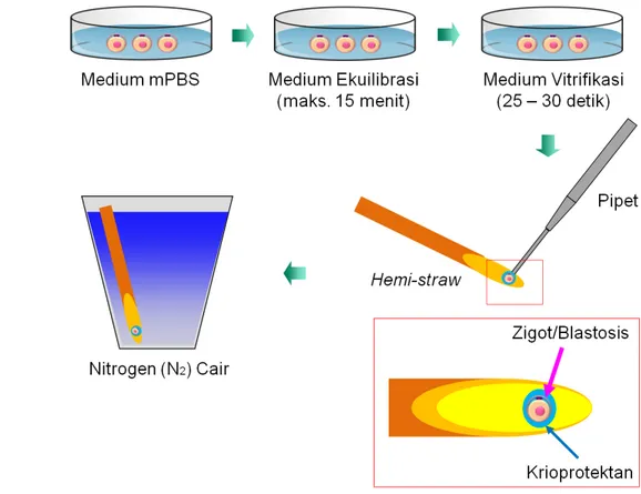 Gambar 1  Prosedur vitrifikasi menggunakan wadah hemi-straw (Boediono 2005). 