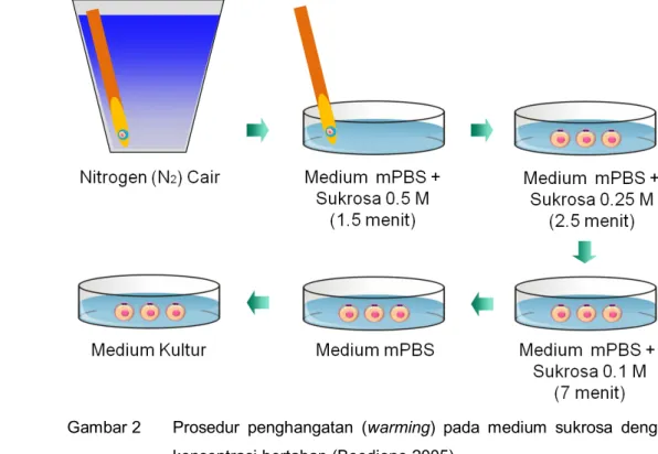 Gambar 2   Prosedur  penghangatan  (warming) pada medium sukrosa dengan 