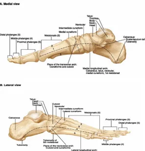 Gambar 3. Pandangan medial (A) dan lateral (B) anatomi  kaki 5