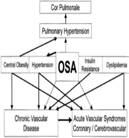 Gambar  3.  Ilustrasi  skema  hubungan  OSA  dengan  penyakit  kardiovaskuler 21 