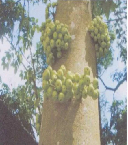 Gambar 1. Tanaman Libo (Ficus variegata Blume.) 