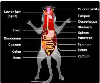 Gambar 1 Sistem Saluran Pencernaan Tikus (Anonim 2010). 
