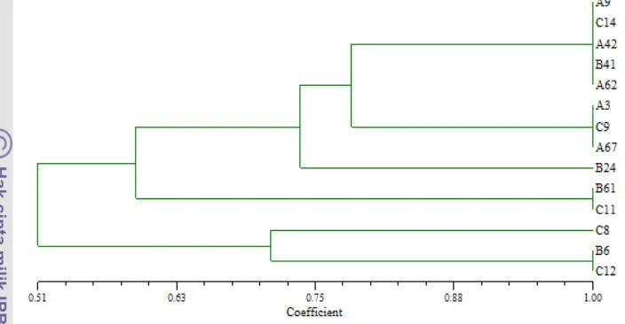 Gambar 5 Dendogram hubungan genetik dari isolat bakteri asal rumen kerbau 