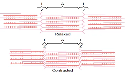 Gambar  2.6  Sliding  filament  aktin  dan  myosin  saat  kontraksi  dan  relaksasi  otot (Guyton and Hall, 2008) 