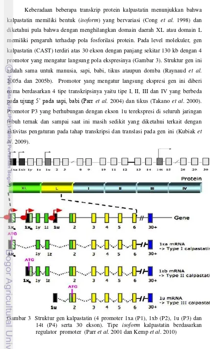 Gambar 3  Struktur gen kalpastatin (4 promoter 1xa (P1), 1xb (P2), 1u (P3) dan 14t (P4) serta 30 ekson)
