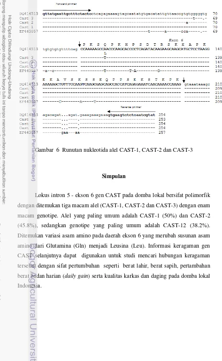 Gambar  6  Runutan nukleotida alel CAST-1, CAST-2 dan CAST-3 