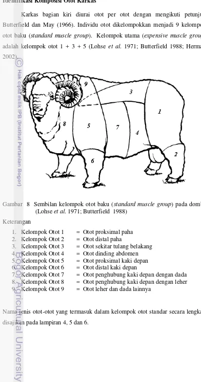 Gambar  8  Sembilan kelompok otot baku (standard muscle group) pada domba 