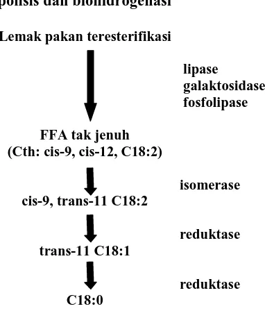 Gambar 1  Tahap kunci lemak pakan teresterifikasi menjadi asam lemak jenuh oleh                   lipolisis dan biohidrogenasi dalam rumen (Jenkins 1993)