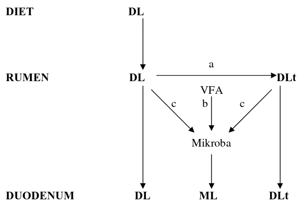 Gambar 2  Lipid dalam duodenum ruminansia terdiri atas lipid pakan yang                                    b) sintesis lipid secara de novo oleh mikrob rumen dari VFA, dan                                     hidrogenasi oleh mikrob rumen (DLt), dan lipida 
