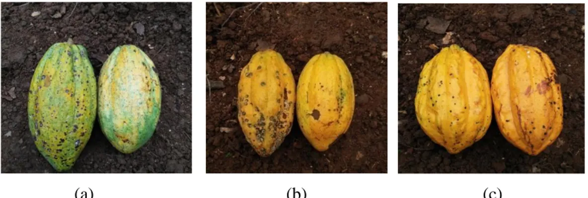 Gambar  2.  Indeks  Kematangan;  (a).  Kuning  pada  alur  buah  (60%),  (b).  Kuning  pada alur buah dan punggung alur buah (80%), (c)