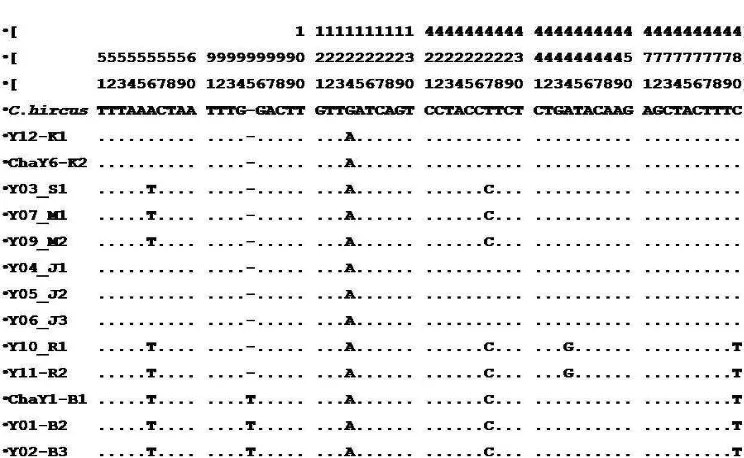 Tabel 1. Rataan frekuensi nukleotida DNA Y kromosom segemen SRY parsial kambing lokal Indonesia disejajarkan dengan Capra hircus Gen Bank EU (ukuran 499 bp) 