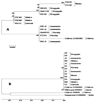 Tabel 2. Jarak genetik berdasarkan susunan nukleotida DNA Y kromosom kambing Kacang, Benggala, Jawarandu, Muara, Samosir, Marica dan Capra hircus (EU581862) dari Gen Bank 