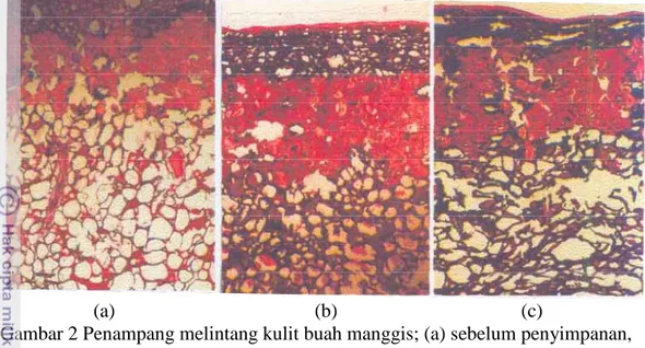 Gambar 2 Penampang melintang kulit buah manggis; (a) sebelum penyimpanan,  (b) dan (c) setelah penyimpanan (Qanytah, 2004)