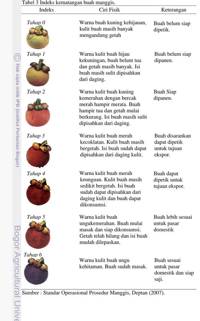 Tabel 3 Indeks  kematangan buah manggis. Indeks  Tahap 0  Tahap 1  Tahap 2  Tahap 3  Tahap 4  Tahap 5  Tahap 6 
