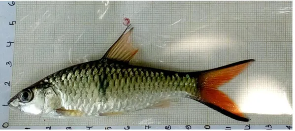 Gambar 7. Hampala macrolepidota   Mystacoleus marginatus (Ikan Cencen) 