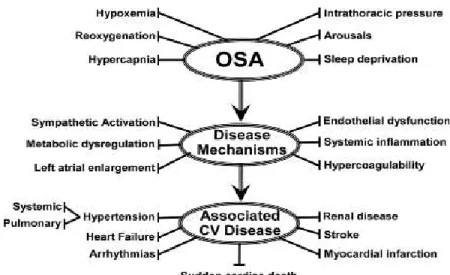 Gambar 2. Skema patofisiologi OSA menyebabkan Penyakit Kardiovaskular serta  hubungan diantaranya 