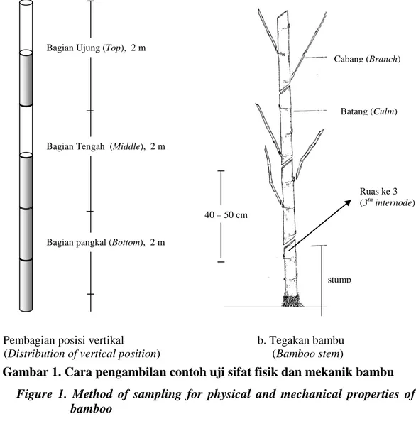 Gambar 1. Cara pengambilan contoh uji sifat fisik dan mekanik bambu 
