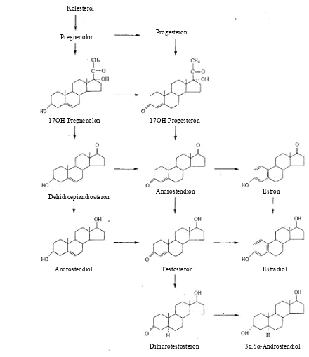 Gambar 8  Biosintesis hormon steroid  (Sumber: Berne dan Levy 1988)  