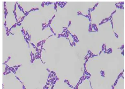 Figure 1. LAB origin sumatran orangutan  shaped bacilli, Gram positive (purple) 1000x magnification 