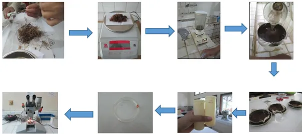 Gambar  4.3.  Proses  ekstraksi  nematoda  P.  coffeae  dengan  metode  Baermann  yang  dimodifikasi 