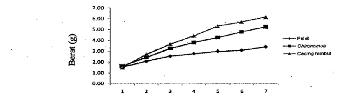 Gambar 5. Pola pertumbuhan berat ikan panchax kuning pada perlakuanjenis pakan yang berbeda 